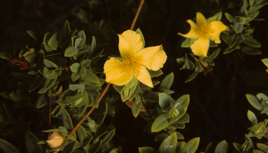 Hypericaceae Hypericum edisonianum