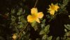 image of Hypericum edisonianum