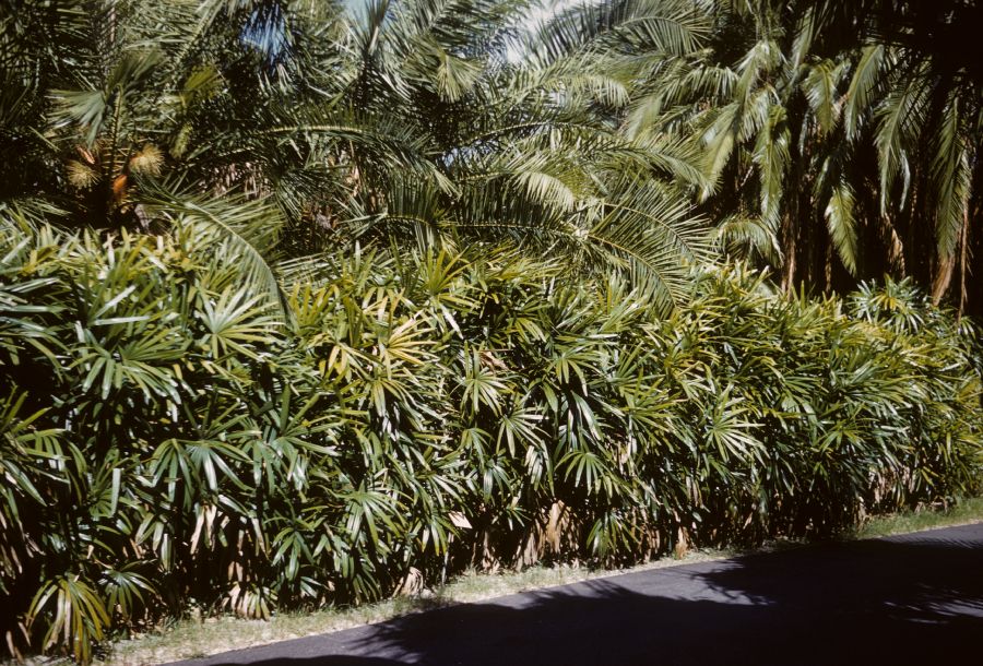 Arecaceae Rhapis excelsa