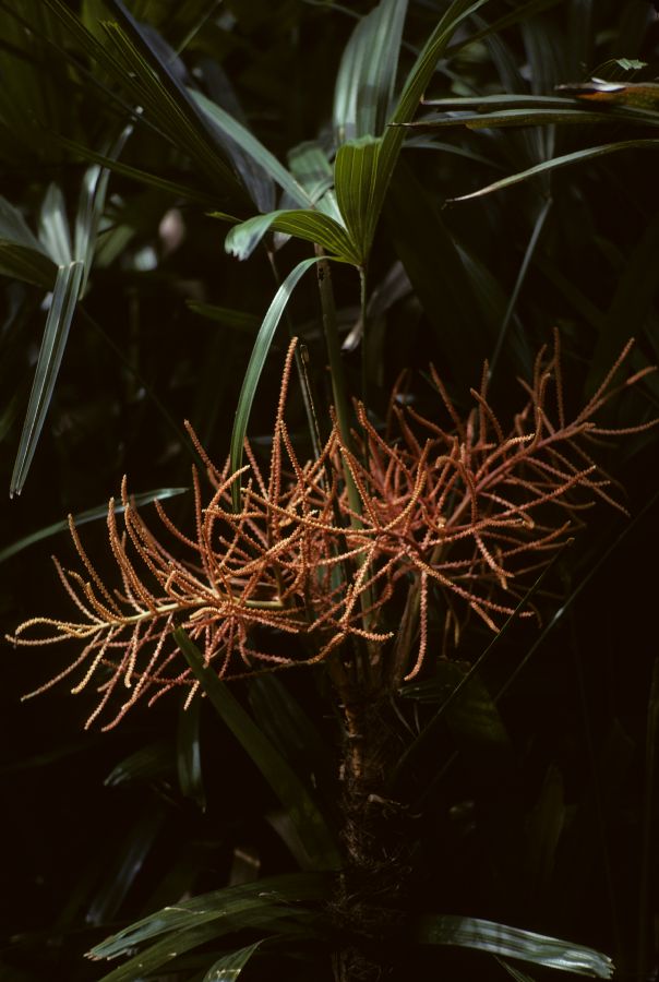 Arecaceae Rhapis excelsa