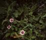 image of Lippia nordiflora