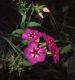image of Phlox drummondii