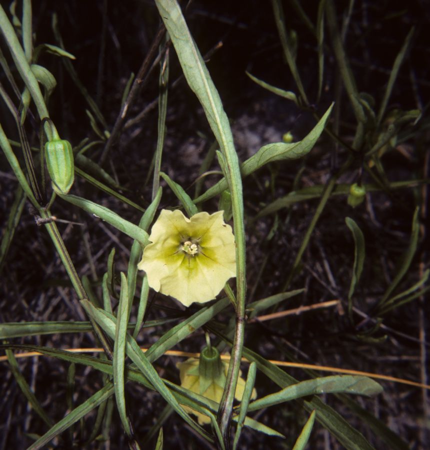 Solanaceae Physalis 
