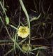 image of Physalis 