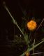 image of Polygala lutea