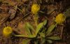 image of Polygala nana