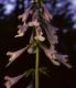 image of Salvia lyrata