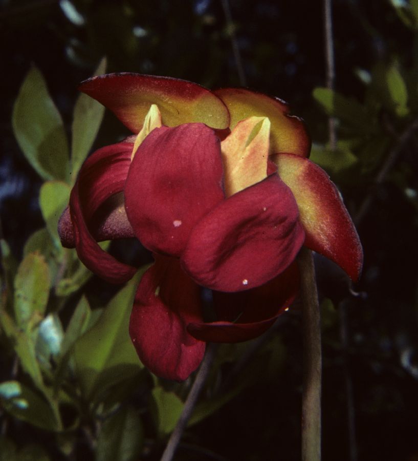 Sarraceniaceae Sarracenia psittacina