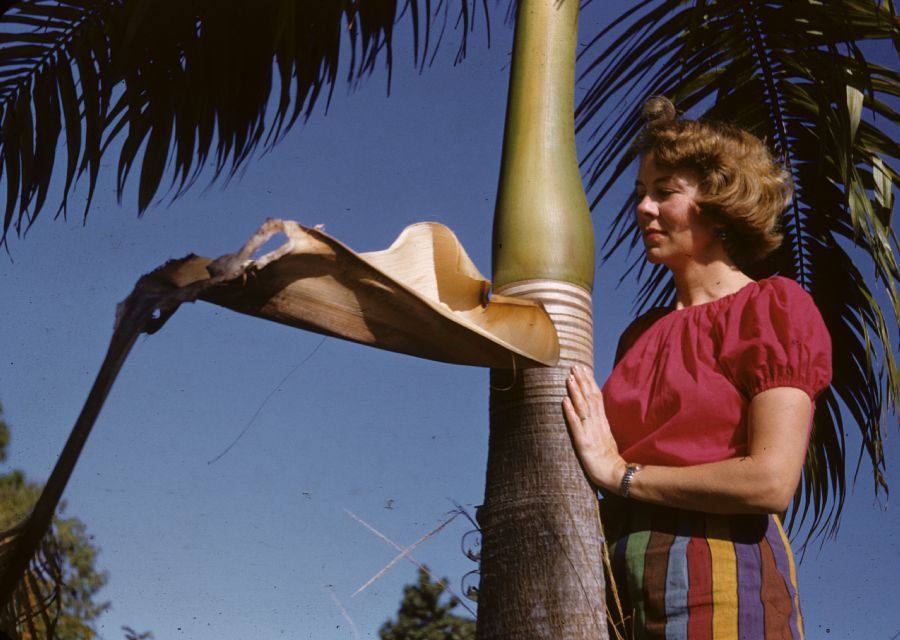 Arecaceae Roystonea 