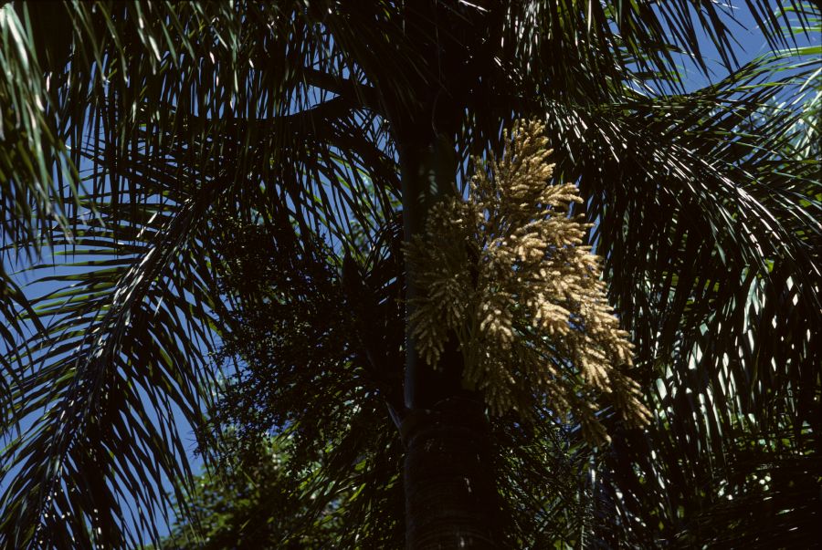 Arecaceae Roystonea borinquena