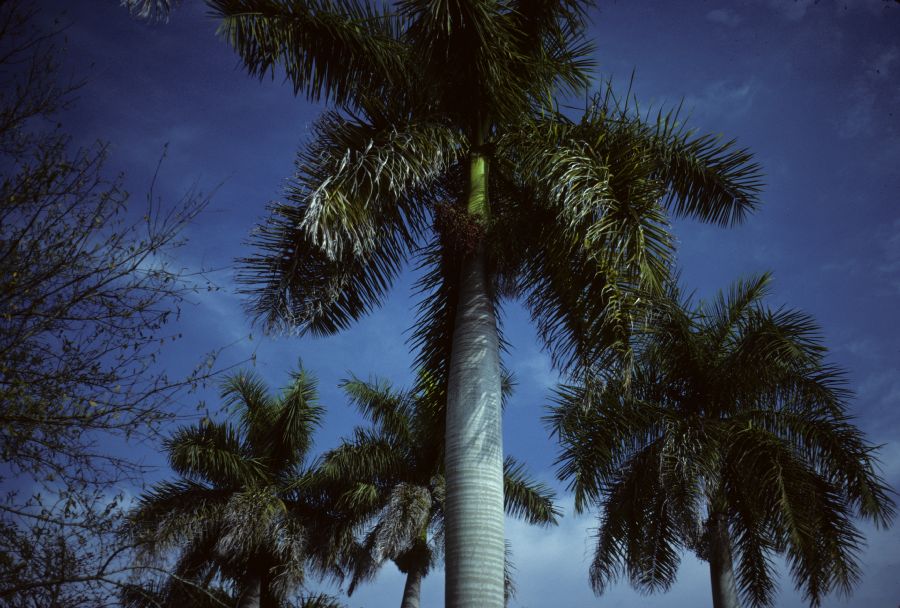 Arecaceae Roystonea elata