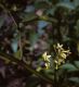image of Solanum 