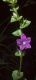 image of Triodanis perfoliata