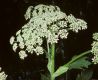 image of Heracleum lanatum