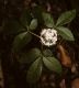 image of Panax trifolius
