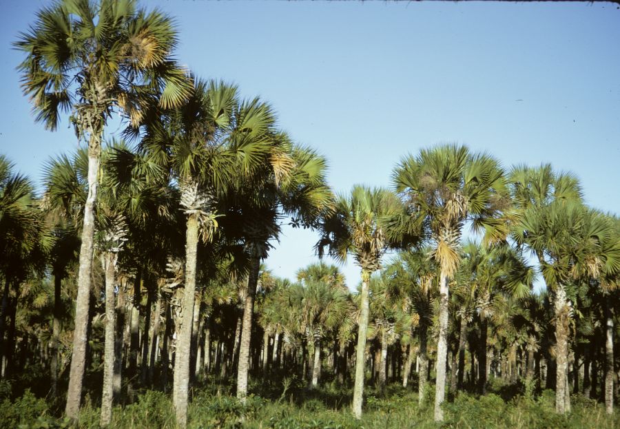 Arecaceae Sabal mexicana