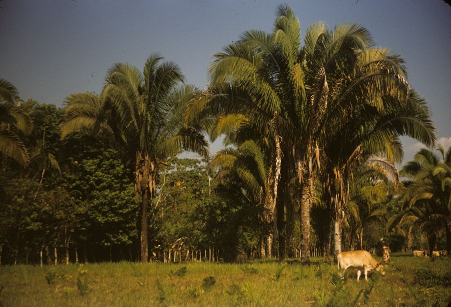 Arecaceae Scheelea rostrata