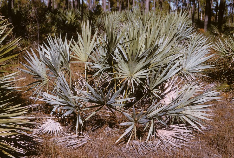 Arecaceae Serenoa repens