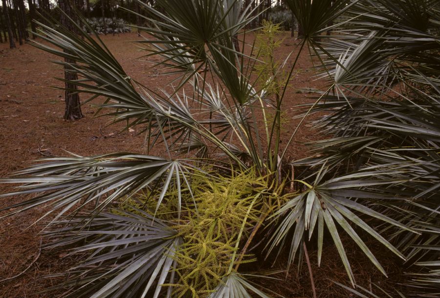 Arecaceae Serenoa repens