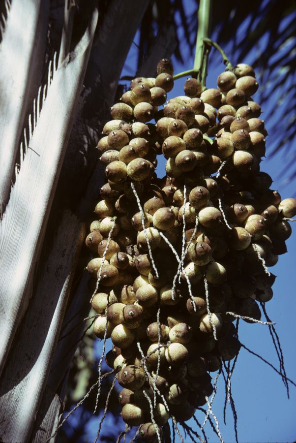 Arecaceae Syagrus comosa
