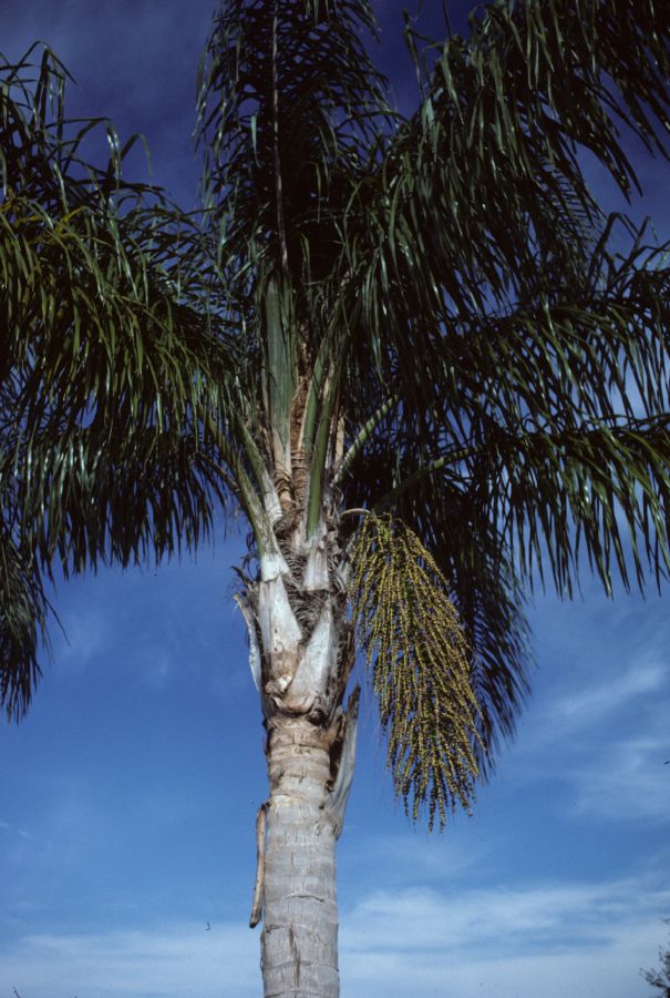 Arecaceae Syagrus romanzoffiana