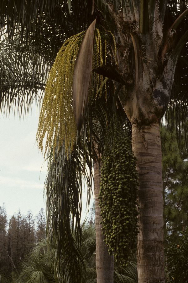 Arecaceae Syagrus romanzoffiana