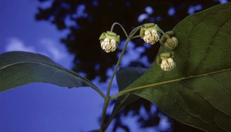 Apocynaceae Asclepias exaltata