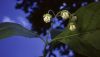 image of Asclepias exaltata