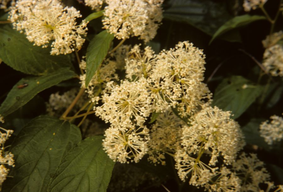 Rhamnaceae Ceanothus americanus