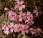 image of Phlox subulata