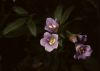 image of Polemonium 