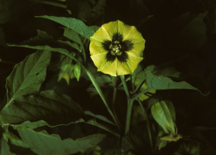 Solanaceae Physalis subglabrata