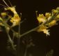 image of Collinsonia canadensis