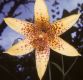 image of Lilium canadense