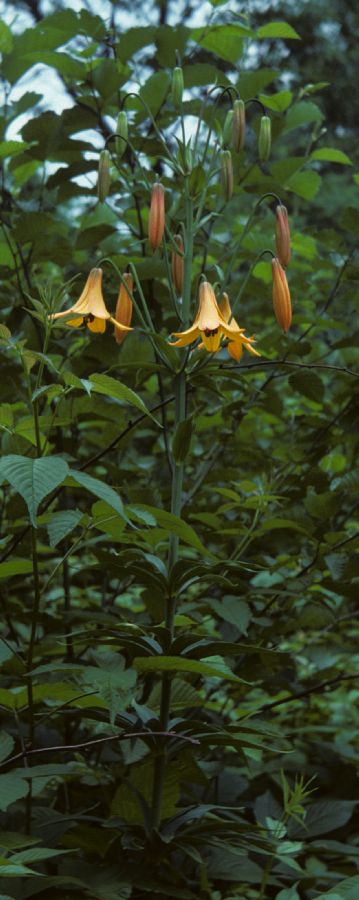Liliaceae Lilium canadense