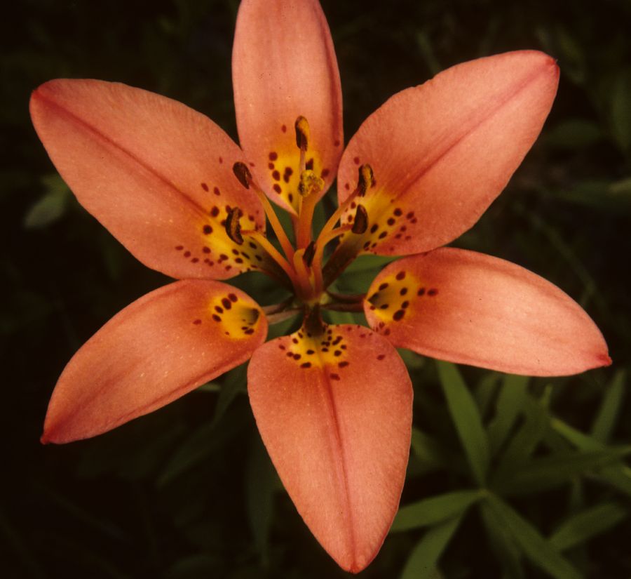 Liliaceae Lilium philadelphicum
