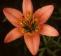image of Lilium philadelphicum