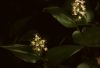image of Maianthemum canadense