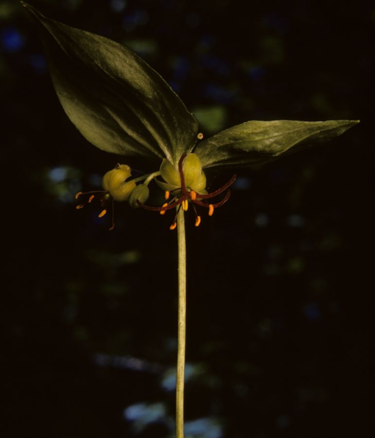 Liliaceae Medeola virginiana