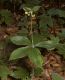 image of Medeola virginiana