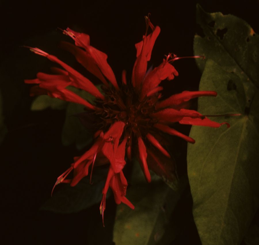 Lamiaceae Monarda didyma