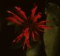 image of Monarda didyma