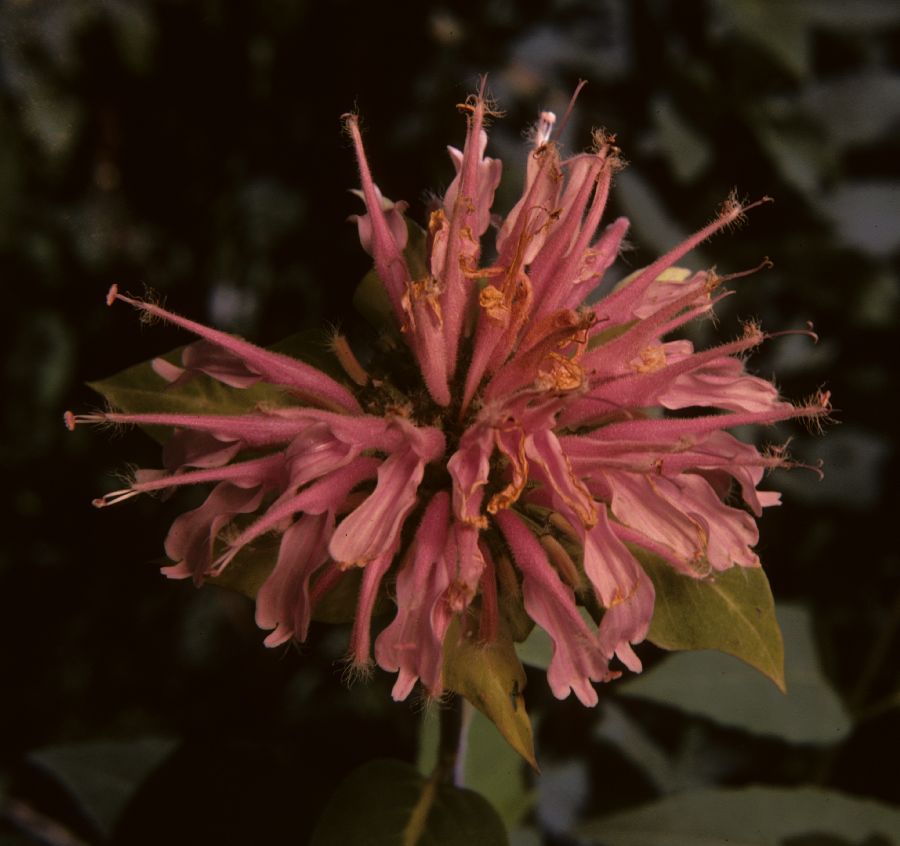 Lamiaceae Monarda fistulosa