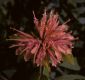 image of Monarda fistulosa