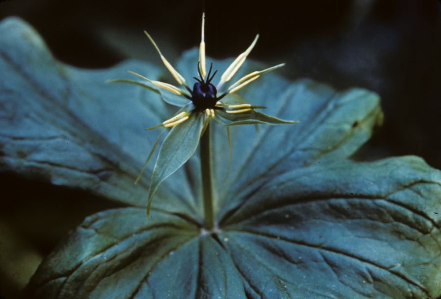 Melanthiaceae Paris quadrifolia