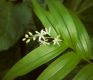 image of Maianthemum stellata
