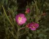 image of Epilobium hirsutum