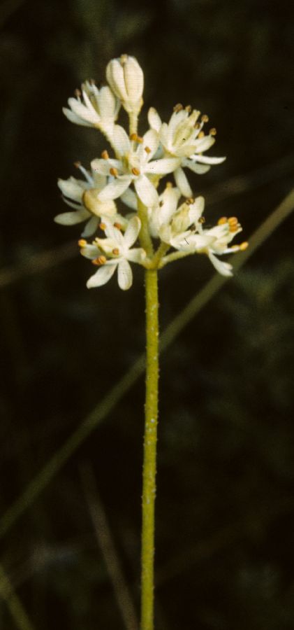 Tofieldiaceae Tofieldia glutinosa