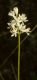 image of Tofieldia glutinosa