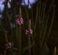 image of Verbena hastata
